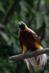 Cendrawasih bird in forest, The red bird-of-paradise (Paradisaea rubra), Cendrawasih bird on a tree branch
