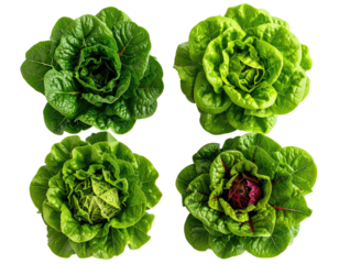 Close-up view of four head lettuce