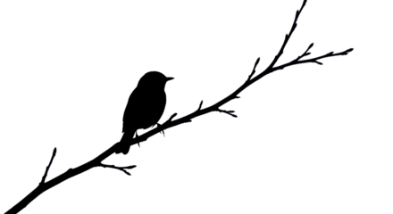 Silhouette of a small bird perched on a tree branch isolated PNG with Transparent Background