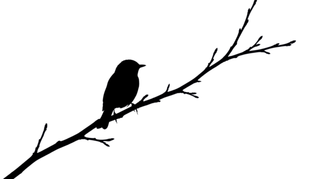 Silhouette of a small bird perched on a tree branch isolated PNG with Transparent Background - Powered by Adobe