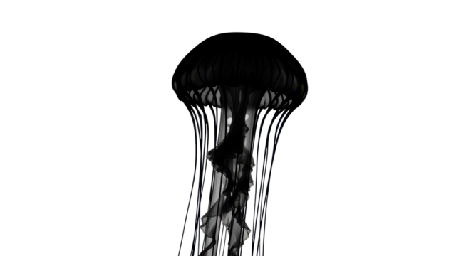 Black jellyfish floating underwater isolated PNG with Transparent Background