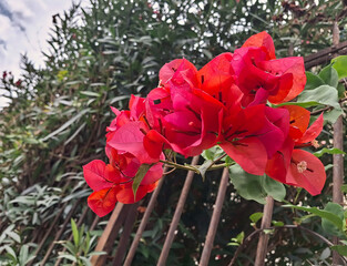 a vivid red sprig of flowering bougainvillea in the garden