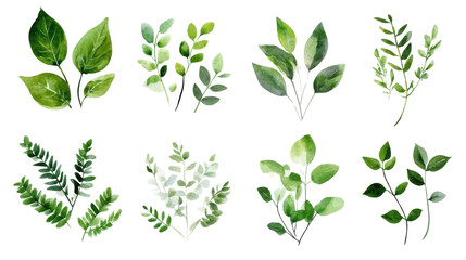Vector set of green leaves and floral elements for natural design and spring or summer illustration