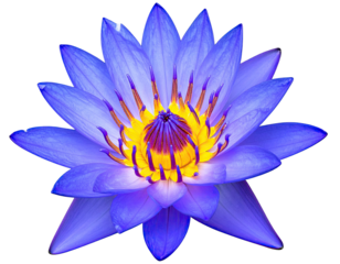 Vibrant purple lotus flower
