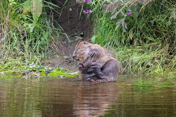 Beaver cleaning itself on the riverbank © Digital Nature 