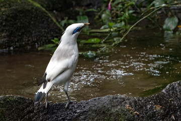 Bali Myna (Leucopsar Rothschildi) perching on a rock,
Bali starlings want to bathe in the river, Close up portrait of a Bali myna