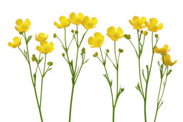 Yellow buttercup flowers isolated on white background