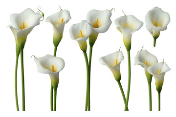 Elegant calla lilies in full bloom isolated on white background