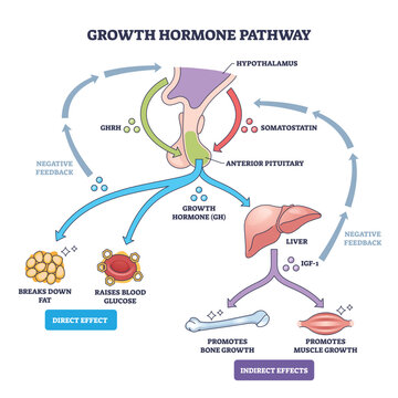 Growth hormone pathway outlines hypothalamus pituitary liver IGF-1 signaling with effects on fat, bone, and muscle, key objects, pituitary, liver, IGF-1. Outline diagram