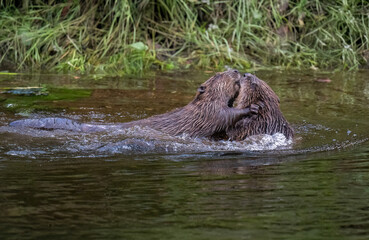 Fototapeta premium Beavers wrestling in a river