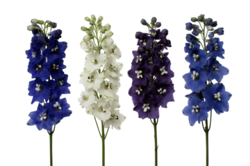 colorful delphinium flowers stand gracefully, exuding beauty and charm isolated on white background