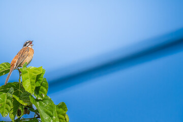 枝にとまるホオジロ