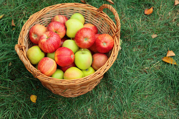 Fresh ripe apples in wicker basket and fallen leaves on green grass outdoors, above view. Space for text
