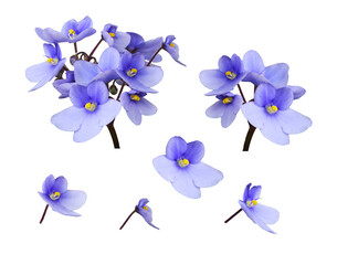 Set of small purple viola flowers isolated on white or transparent background