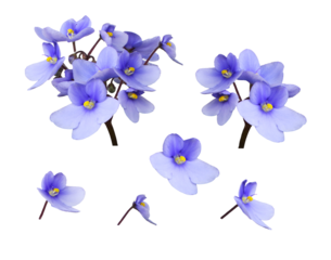 Set of small purple viola flowers isolated on white or transparent background
