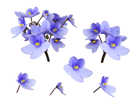 Set of small purple viola flowers isolated on white or transparent background