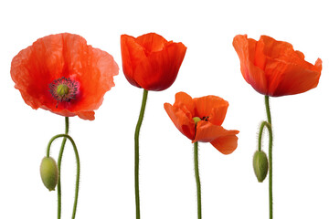 Naklejka premium vibrant red poppies with detailed textures and forms isolated on white background
