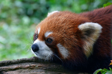Obraz premium Red panda ( Ailurus Fulgens) on a tree , Cute animal resting lazy on a tree branch, 