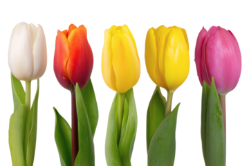  vibrant display of five tulips in full bloom, showcasing a spectrum of colors isolated on white background
