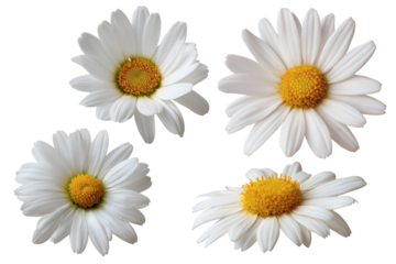 Daisy flowers isolated in a composition for design purpose isolated on white background