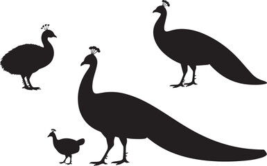 Peacock Pavo Bird Silhouettes Set Peahen Peachick Wildlife Feathers