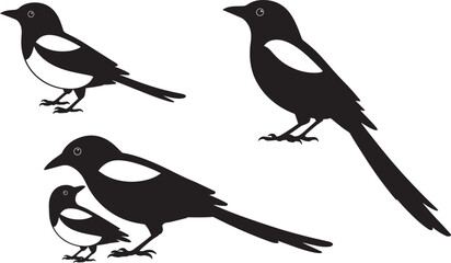 Obraz premium Magpie Bird Silhouettes Vector Set Black White Avian Illustration