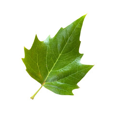 Bright green summer tree leaf, isolated object, cutout element for design, seasonal autumn or summer colorful mood, soft focus and clipping path, environment concept