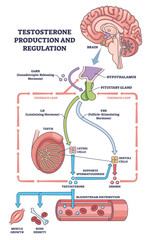 Testosterone production and regulation visualizes HPG axis feedback, brain, pituitary, and testis drive hormone flow to tissues for growth and fertility. Outline diagram © VectorMine