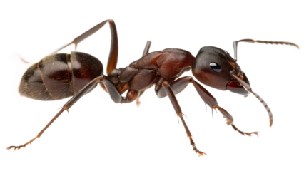 ants, isolated on a transparent background PNG