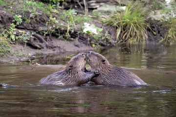 Beavers wrestling in a river © Digital Nature 