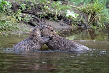Beavers wrestling in a river © Digital Nature 