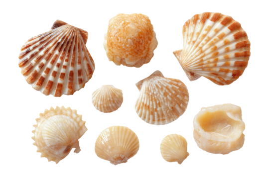 Assorted seashells, various shapes and colors, against black background