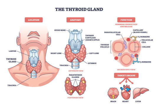 Thyroid gland brief diagram presents neck anatomy and hormone production, shows right and left lobes, isthmus, and follicles with T3-T4 flow. Outline diagram