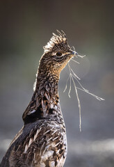 Ruffed Grouse