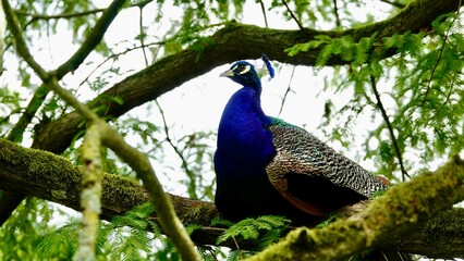 Fototapeta premium Pfau, männliches Tier in der Balz