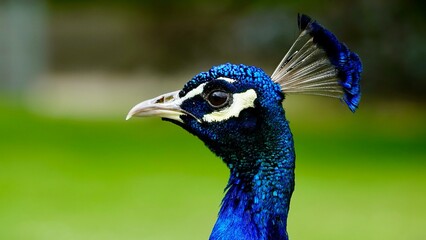 Pfau, m&auml;nnliches Tier in der Balz