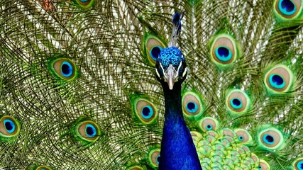 Obraz premium Pfau, männliches Tier in der Balz