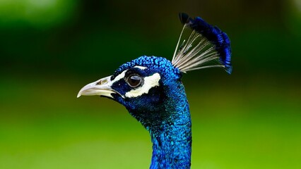 Pfau, m&auml;nnliches Tier in der Balz