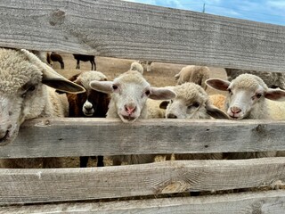 cute sheep lambs in a fence on a farm, Ukraine