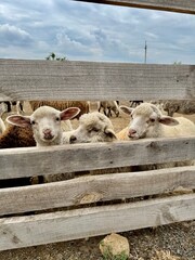 cute sheep lambs in a fence on a farm, Ukraine