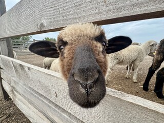 cute brown nose sheep lamb in a fence on a farm, Ukraine