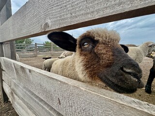 cute brown nose sheep lamb in a fence on a farm, Ukraine