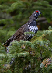 Grouse