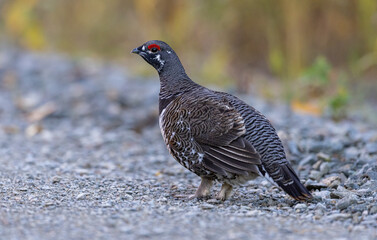 Spruce Grouse