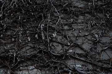 dark wood texture
