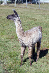 Curious alpaca in the pasture