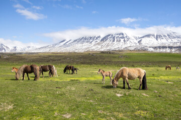a herd of grazing Icelandic horses in the green meadow with snow covered mountains on a sunny day, Iceland