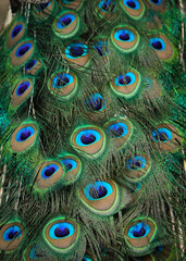Obraz premium Peacock feather background