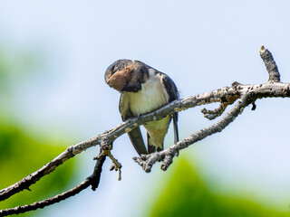 枝にとまるツバメ