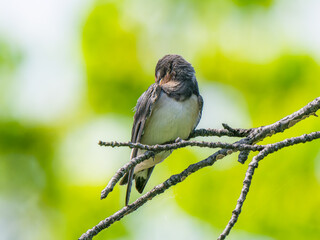 枝にとまるツバメ